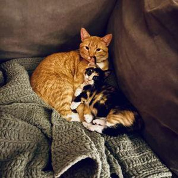 Gato and Theo Fund!