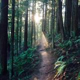 Forest Park