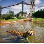 Mike the Tiger's Habitat