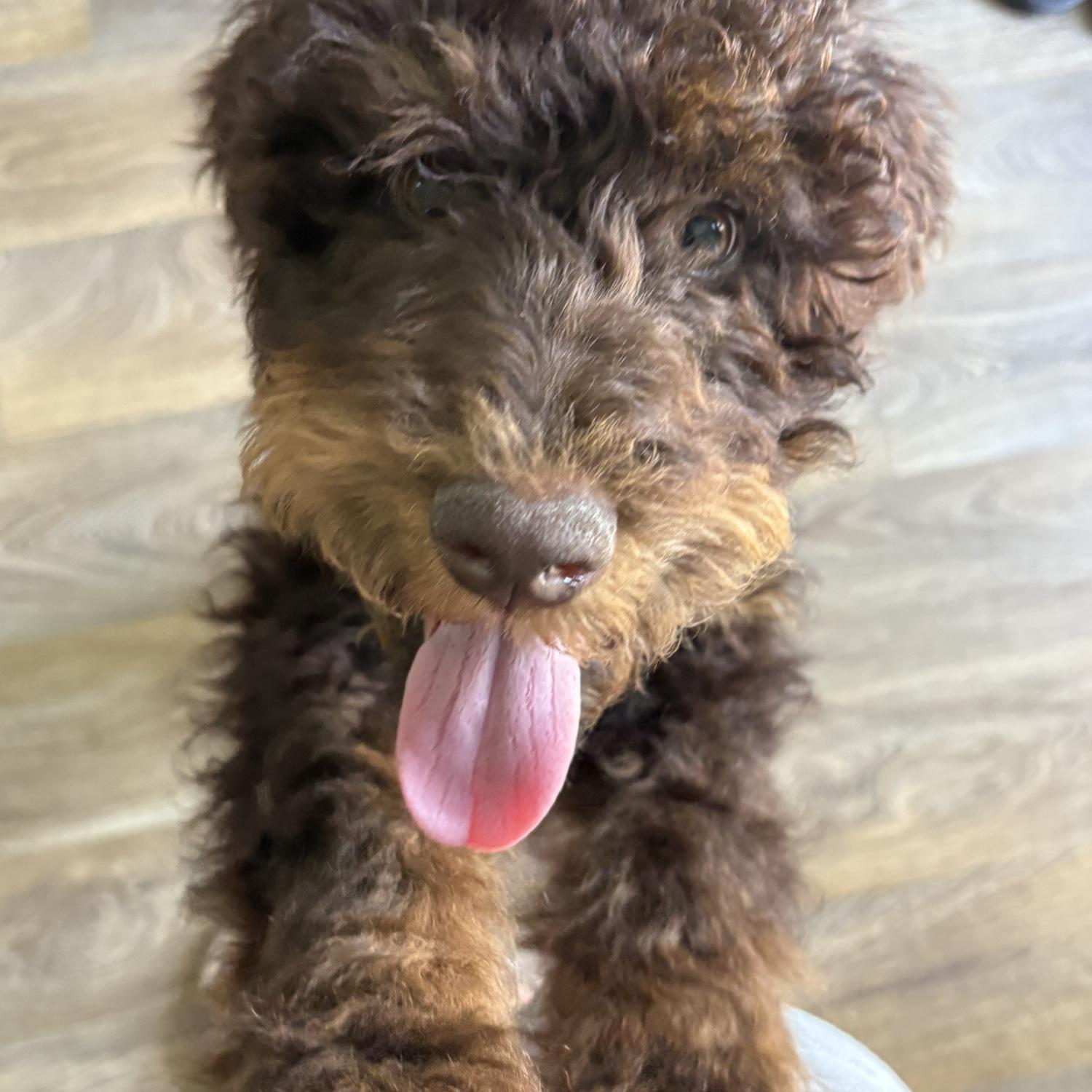 This is Remi. The newest member of our family. He is our big teddy bear who loves to snuggle.