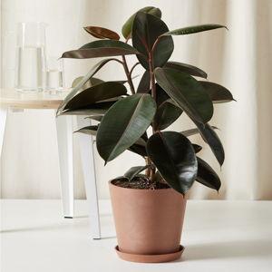 Potted Burgundy Rubber Tree Indoor Plant | Bloomscape