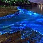 La Parguera Bioluminescent Bay