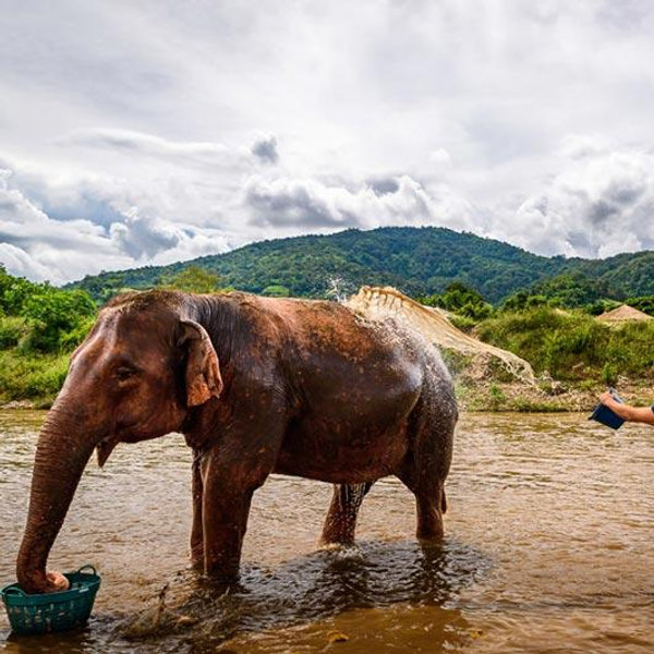 Honeymoon Elephant Sanctuary Excursion
