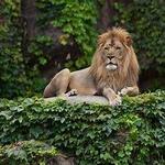 Lincoln Park Zoo