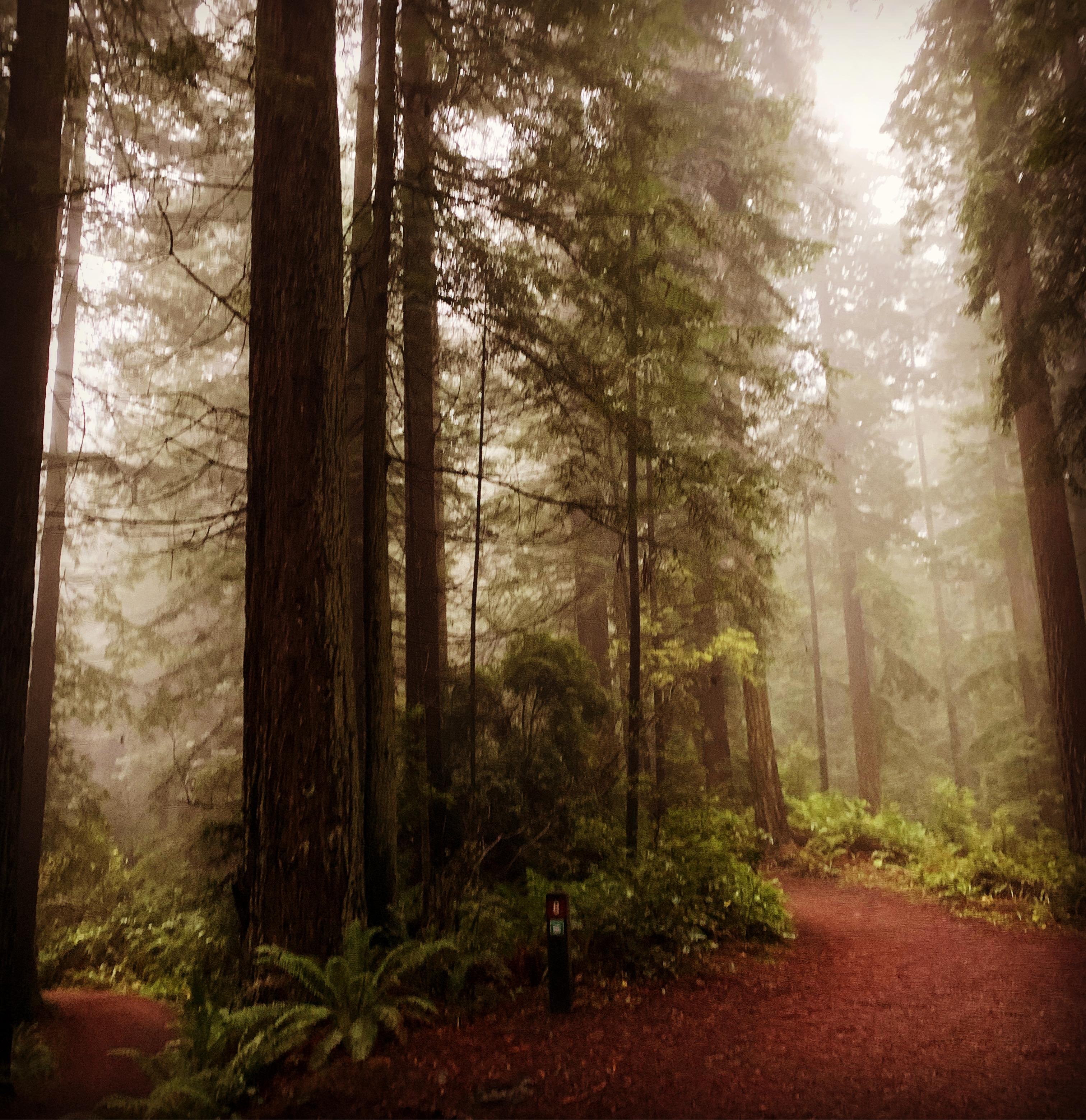 The Wedding Website of Lara Henerson and Ashwin Chandra