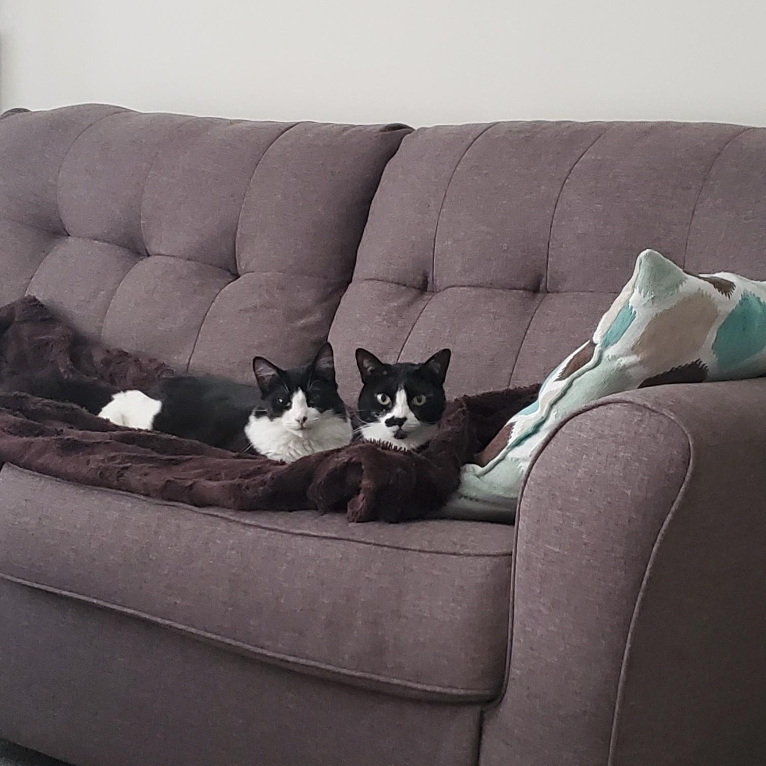 No photo gallery would be complete without our girls! Eva on the left, Domino on the right.
