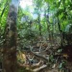 Jungle Trail to Underground River