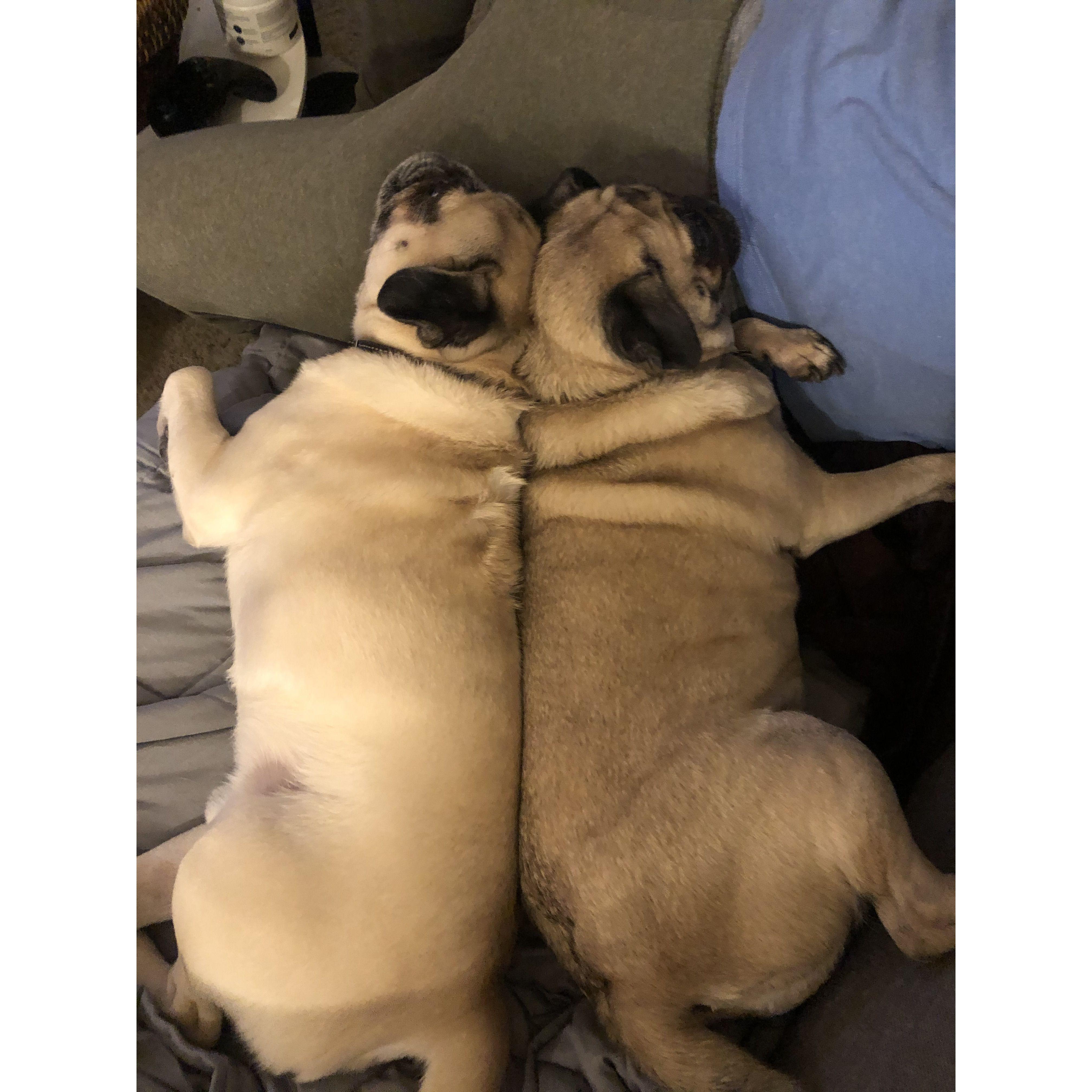 LovePugs