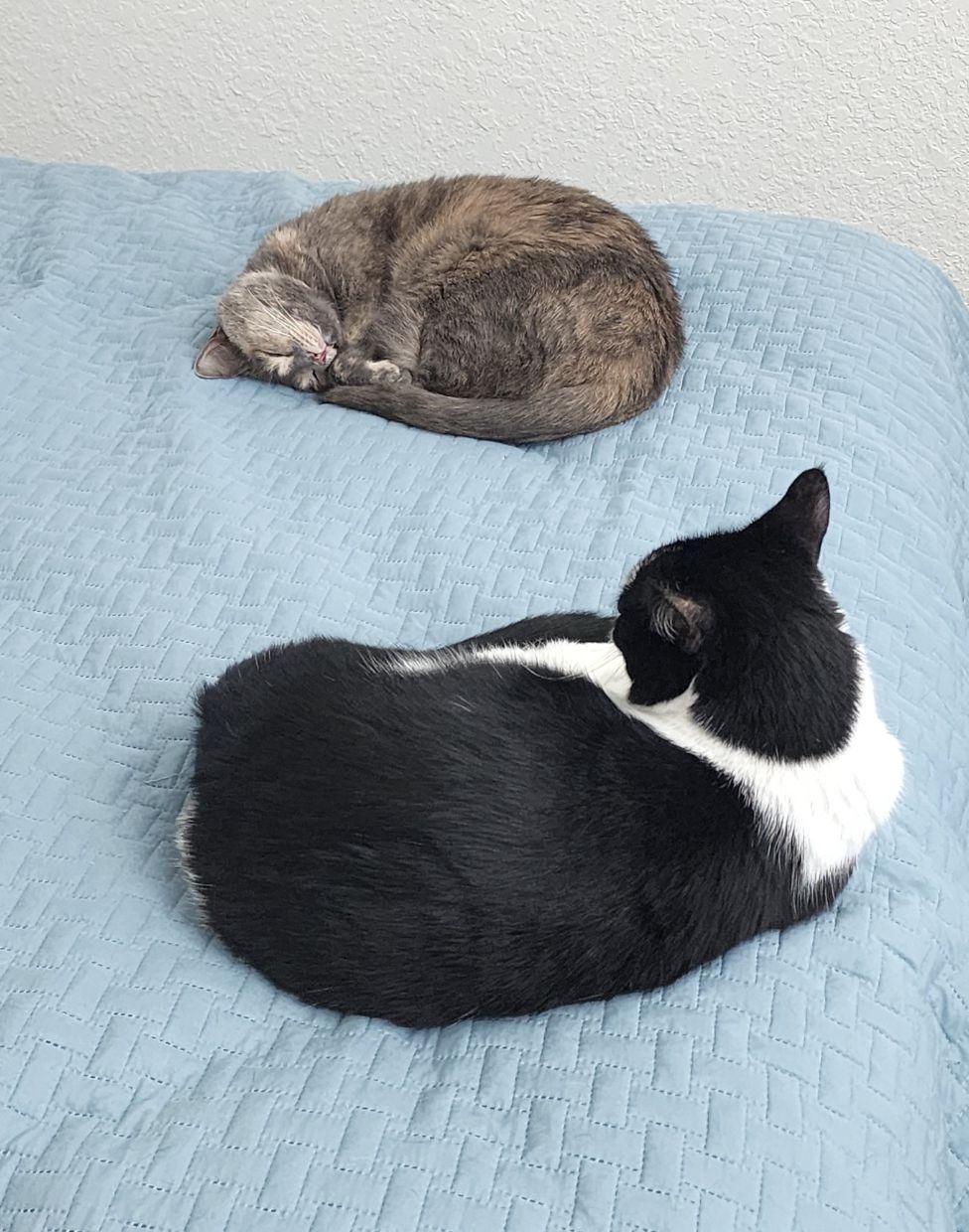 2a4d4655-859b-4cd8-ac98-8ea3fb4eb2bb