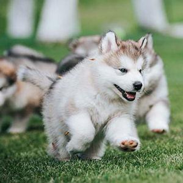 Our First Doggo