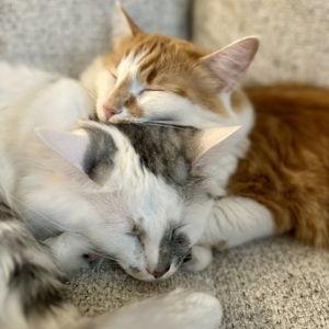 Squid and Twister's Honeymoon Cat-sitter