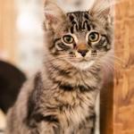 NoCo Cat Cafe