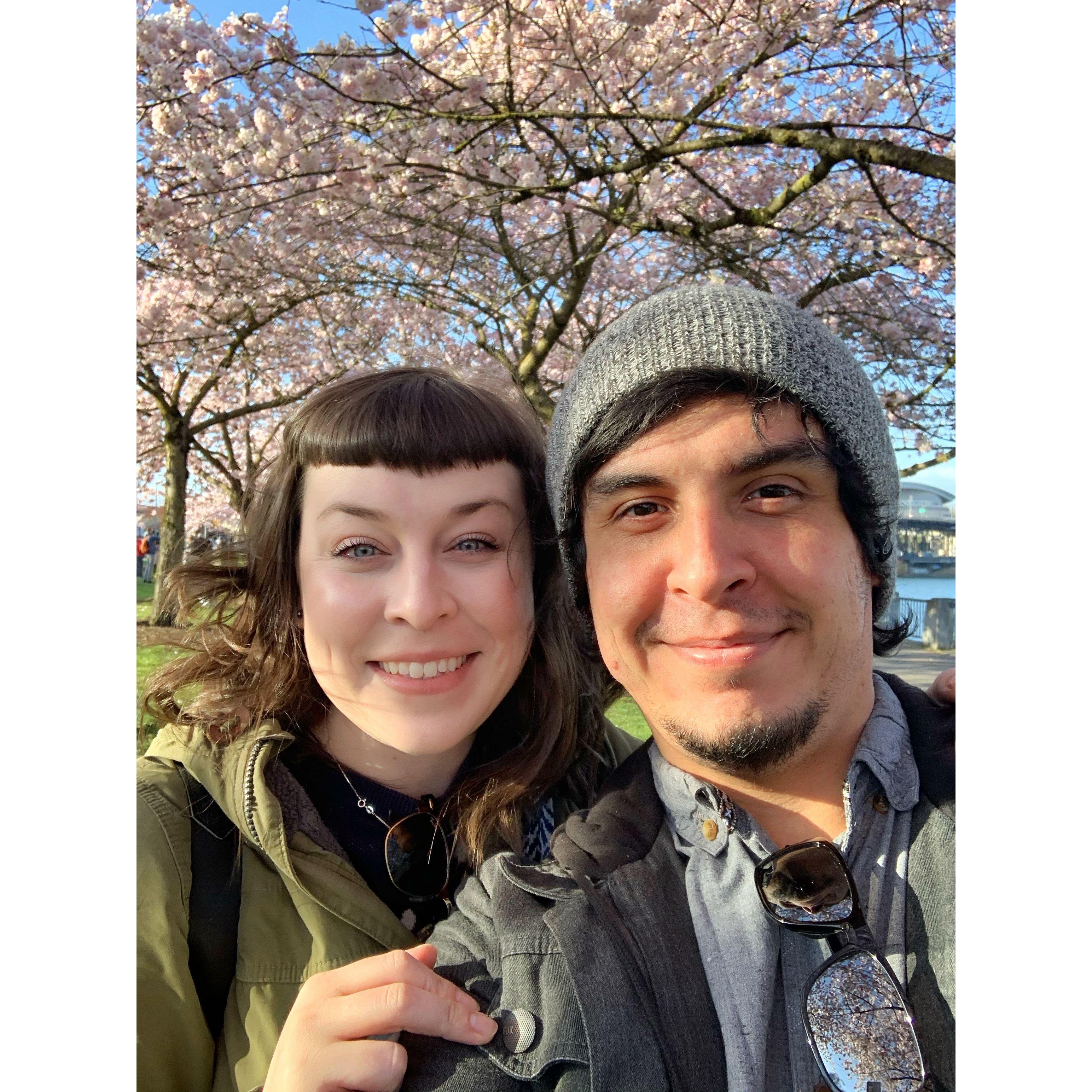 Cherry Blossoms in Portland