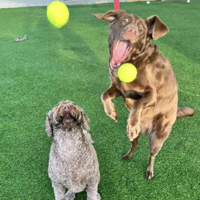 Libby & Sage Boarding/Daycare while we are on Honeymoon!