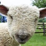 Billings Farm & Museum