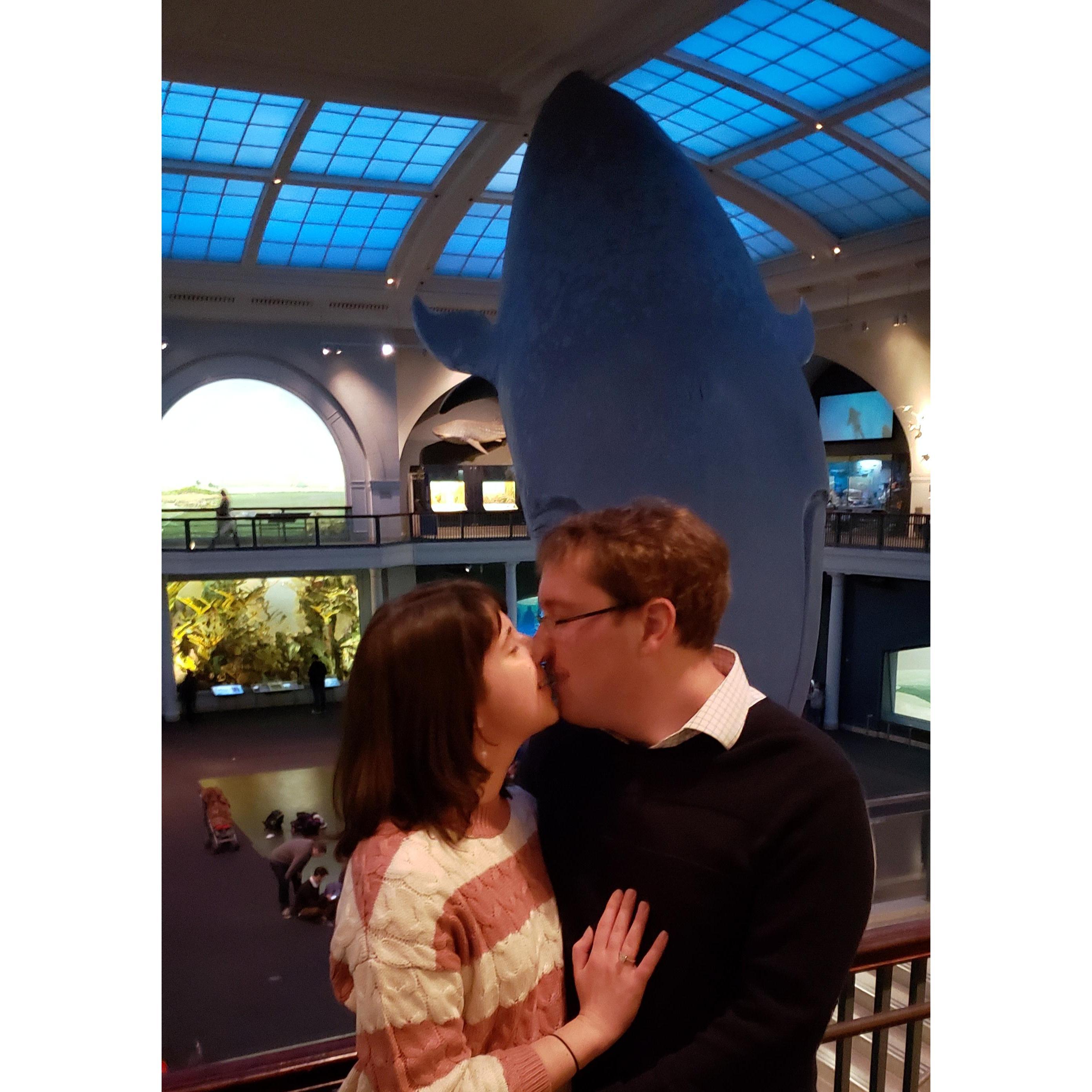 AMNH, December 1, 2018. Engaged, with PDA! Part 2: When Kathy thought he was choosing a place to take a photo, Matt asked a Q instead. The answer was an open mouthed, confused face and then, yes!