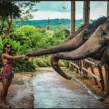 Elephant Jungle Sanctuary