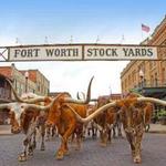Cattle Drive