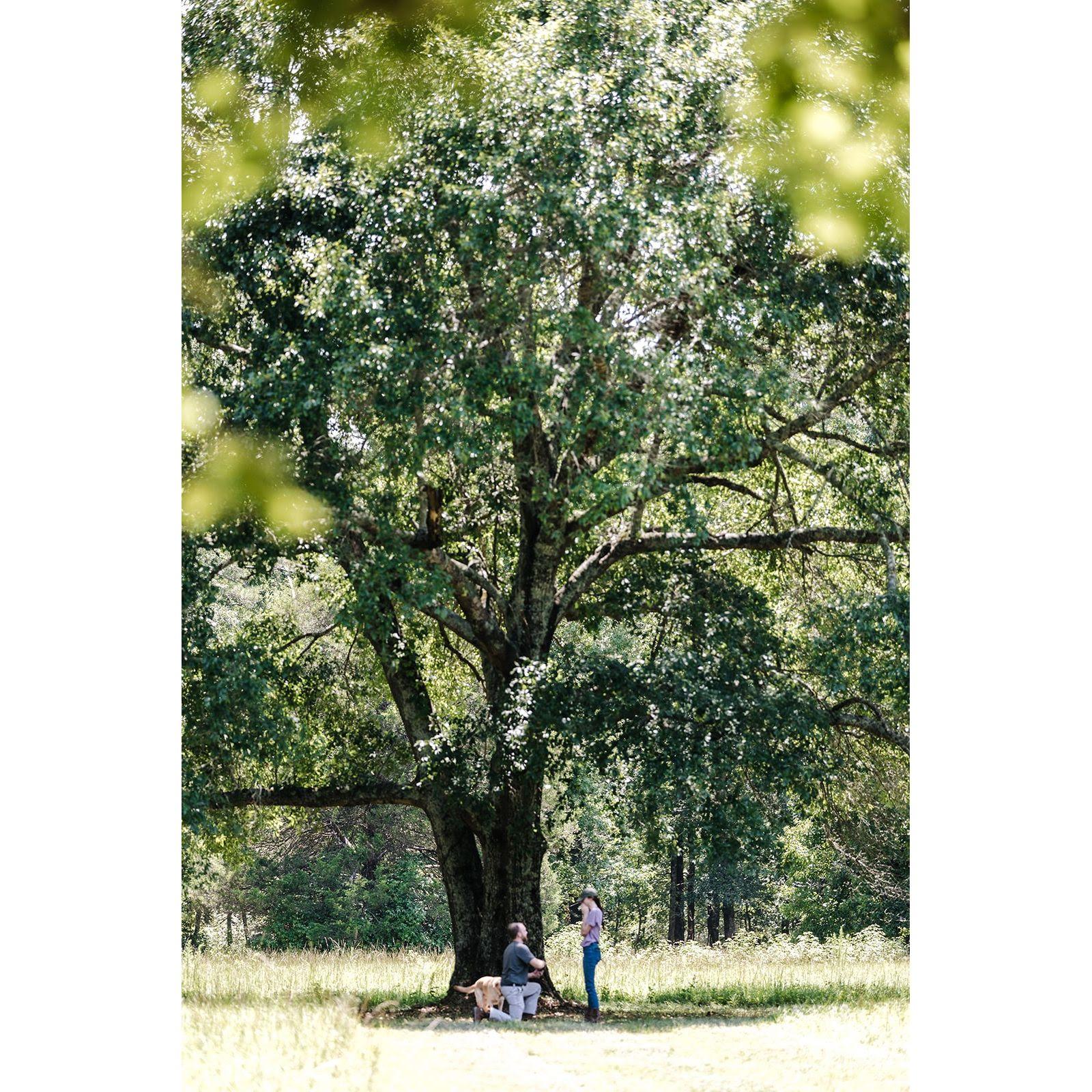 The tree at Bullhaven where I said Yes!