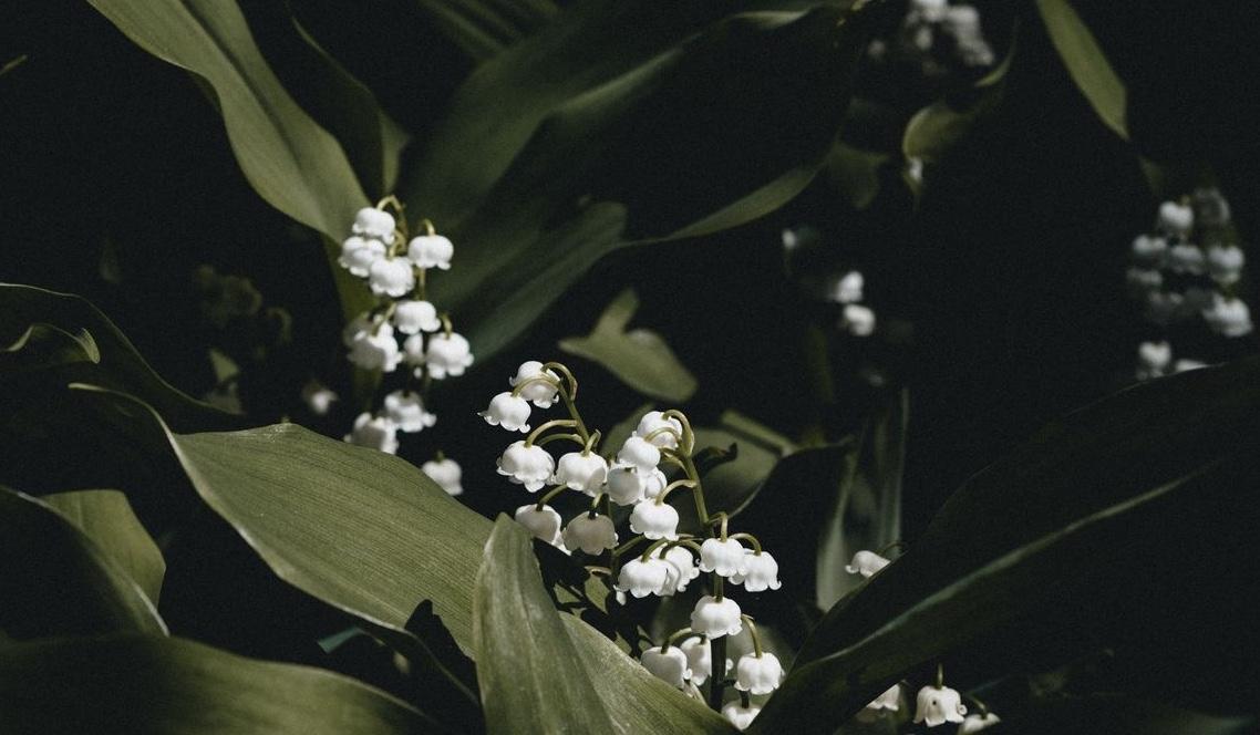 Footer image
