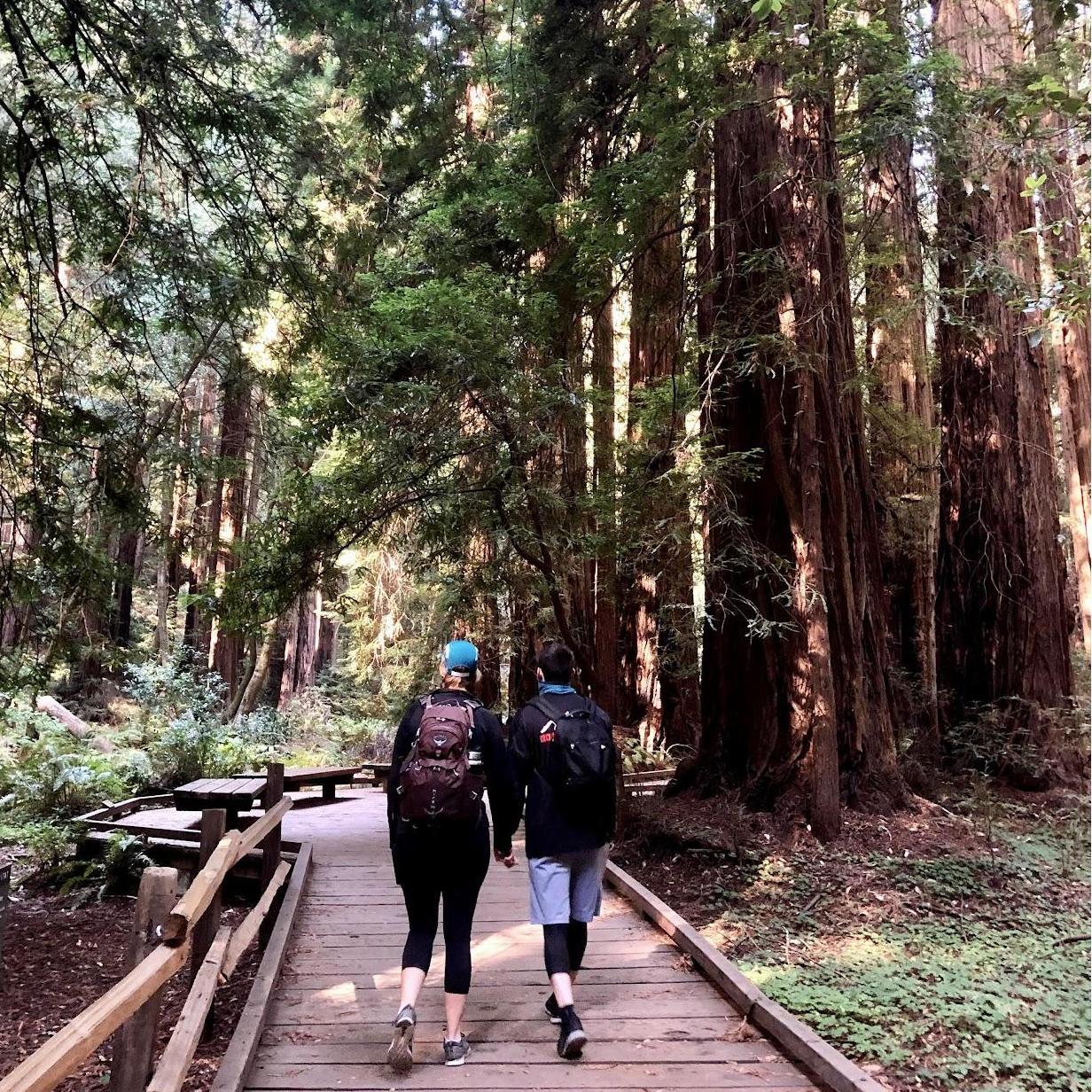 Hiking in the Red Woods in California
