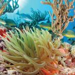 Snorkel Adventure from the Riviera Maya