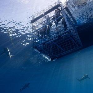 Shark Cage Dive in Oahu