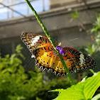 Butterfly House & Aquarium