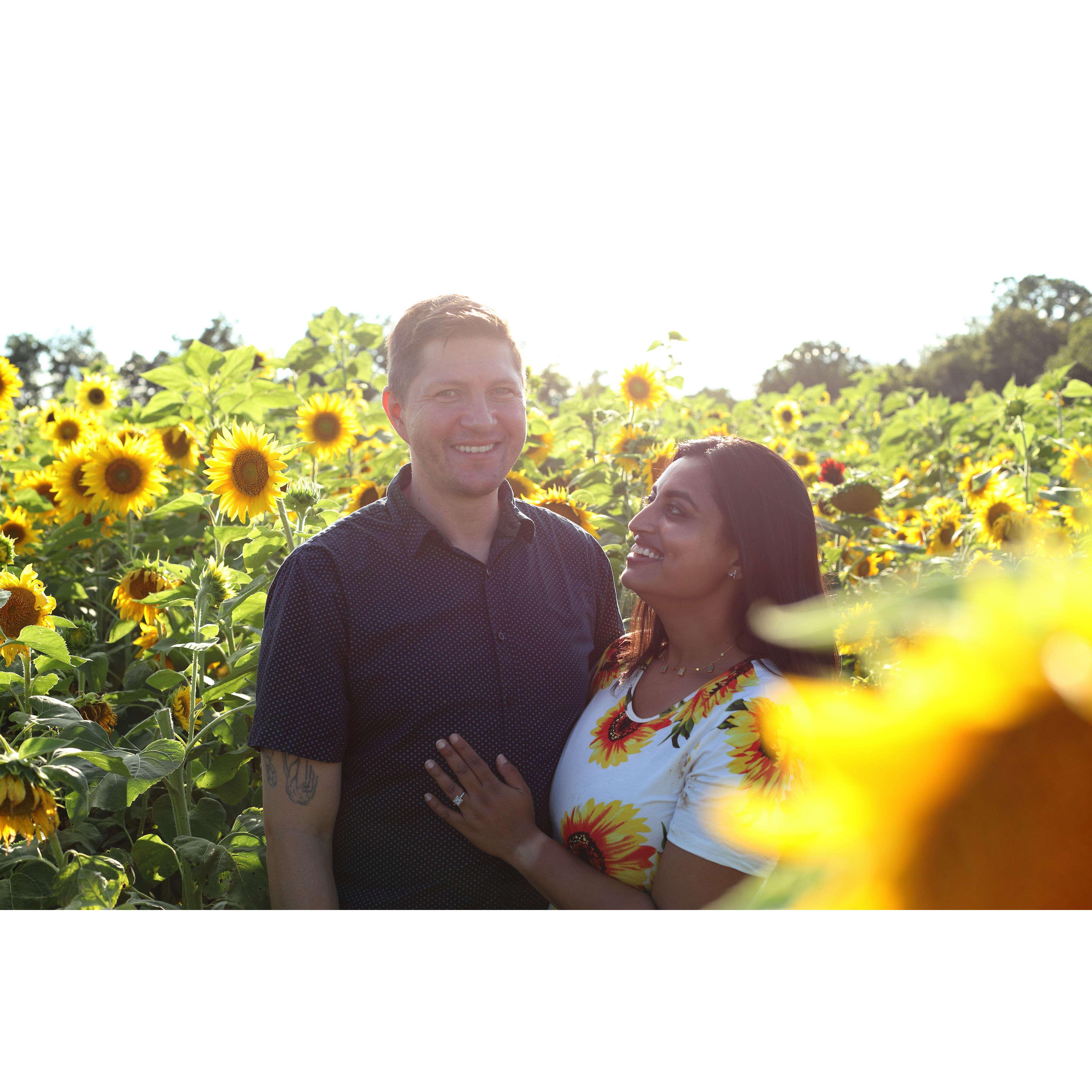 Sunflowers