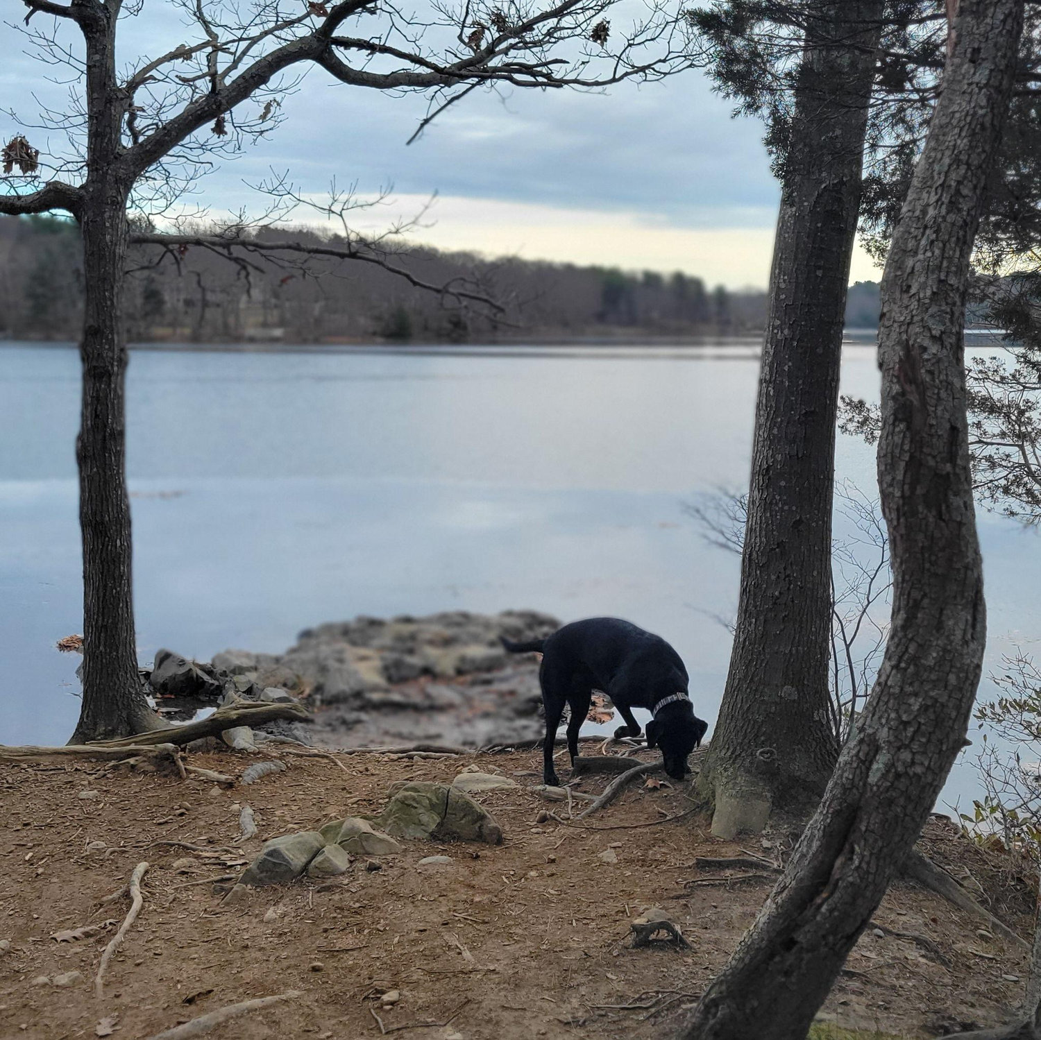 Walking with Charlie on Roger's Point, Kittery, ME