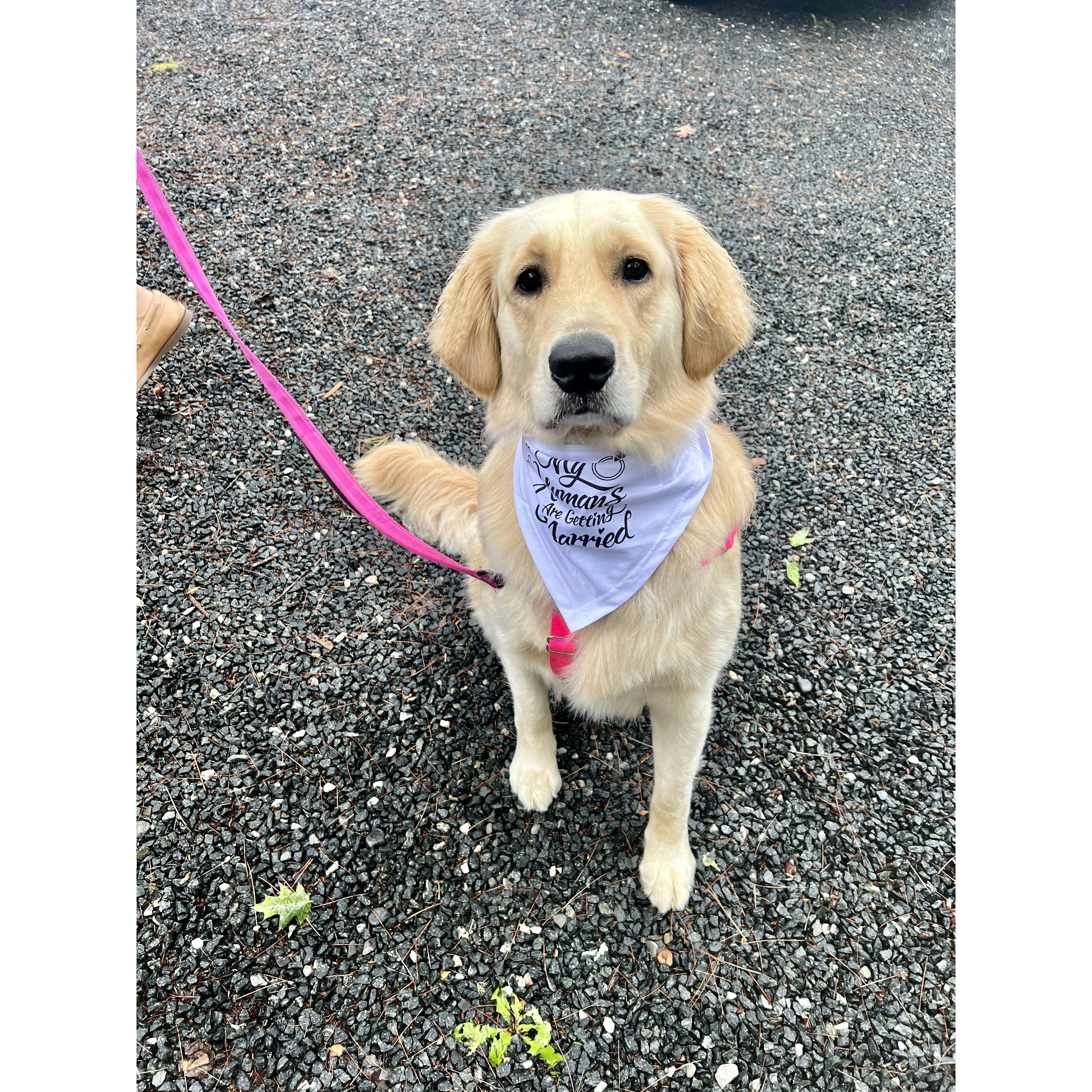 Livvie is so excited for her humans to get hitched! Although she's confused because Nick has always been dad...