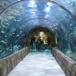 Audubon Aquarium