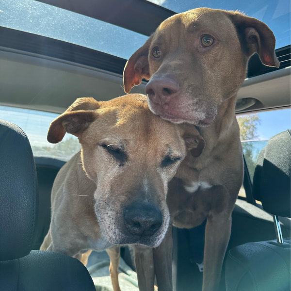 Pet Hotel For Our Honeymoon