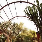 Desert Botanical Garden
