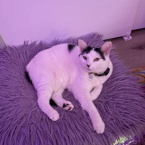 Cat Sitting Fund for Honeymoon