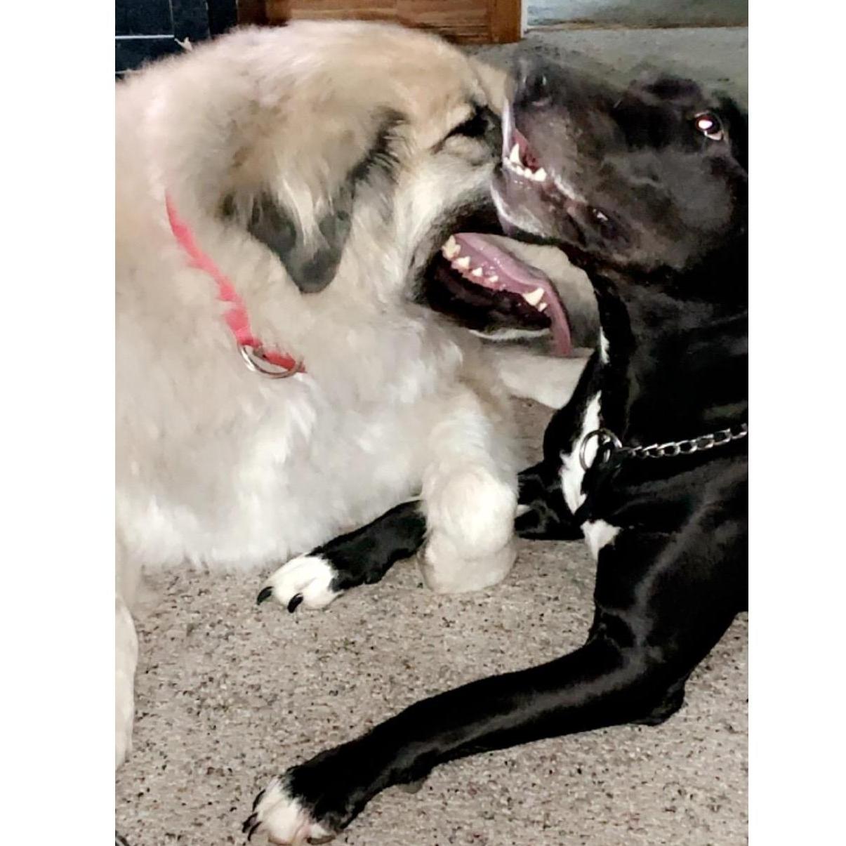 Stella and Ollie