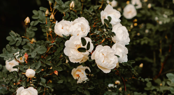 Footer image