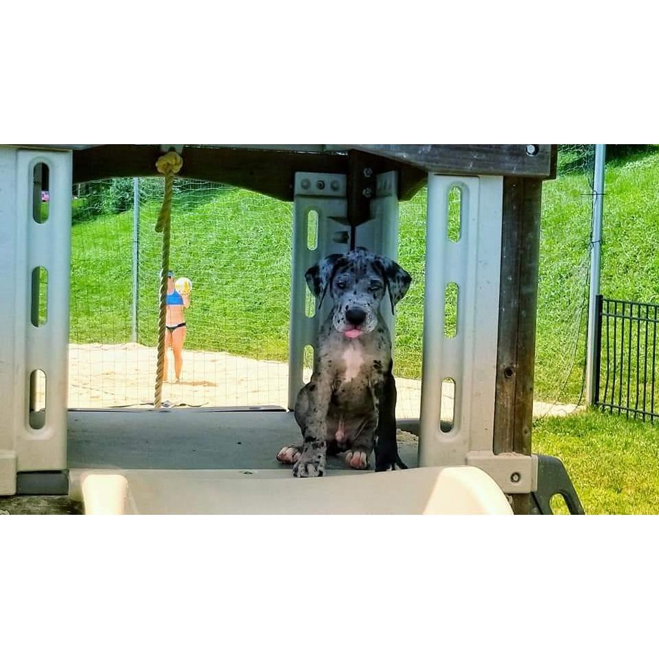 Our Baby Dozer