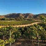 Temecula Wine tasting
