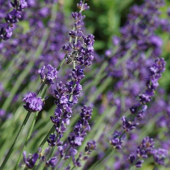 Long Blooming Lavender Collection
