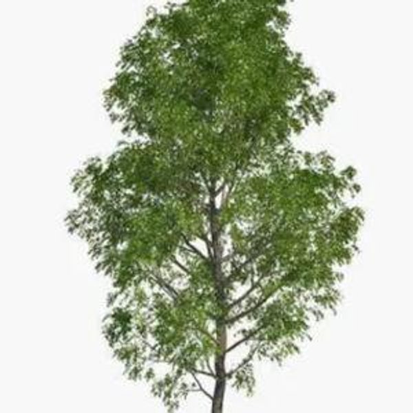 Shade Tree Fund to protect from AZ Sun