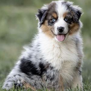 New Puppy Fund (Australian Shepherd)