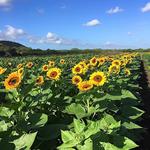 Guanica Sunflower Farm