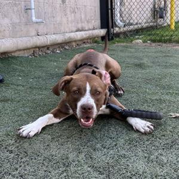 BARCS Donation Fund