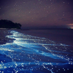 Bioluminescent Bay (Bahía Bioluminiscente)
