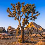 Joshua Tree National Park
