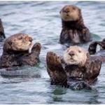 Monterey Bay Aquarium