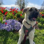 CSU Annual Flower Trial Gardens