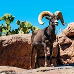 Arizona-Sonora Desert Museum