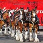 Budweiser Brewery Experience